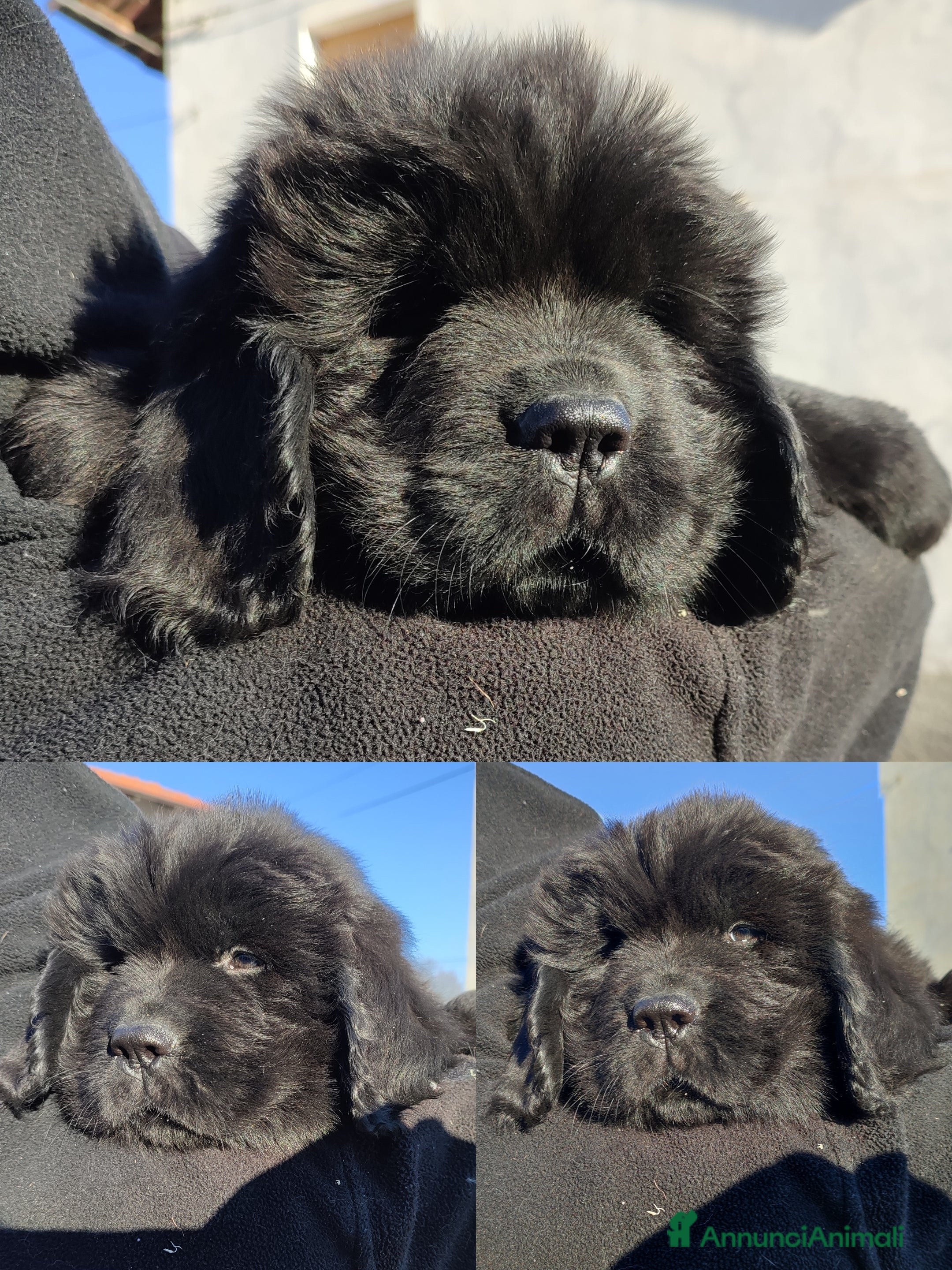 Terranova cani Meraviglioso cucciolo di Terranova  - Annuncio 1