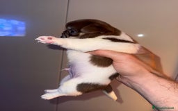 Chihuahua cani in vendita: Chihuahua - Annuncio 7