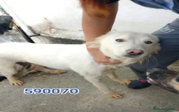 Meticcio cani in regalo: Zitra - Immagine 1