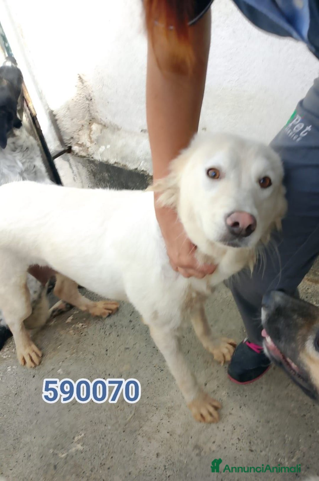 Meticcio cani in regalo: Zitra - Immagine 1