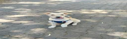 Meticcio cani in regalo: Charlie, taglia media!  - Annuncio 2