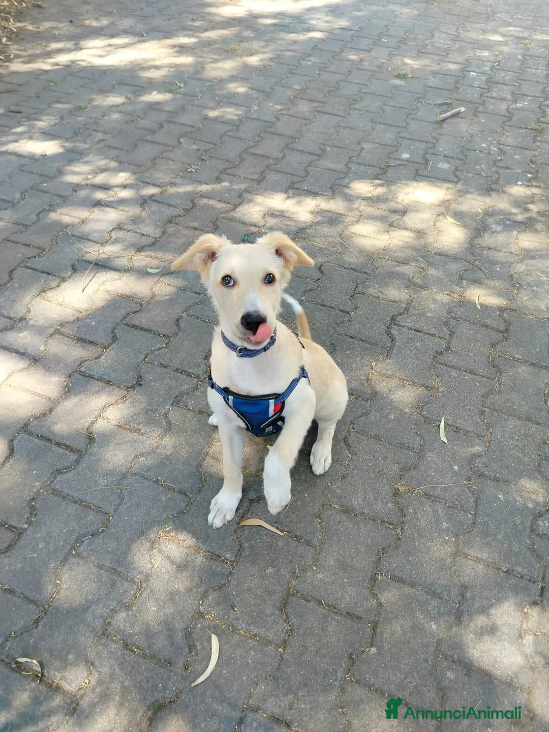 Meticcio cani in regalo: Charlie, taglia media!  - Annuncio 2