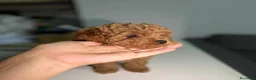 Maltipoo cani in vendita: Cuccioli di Maltipoo F1B a Città metropolitana di Milano - Annuncio 13