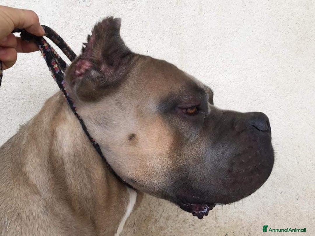 Immagine della galleria {{count}}