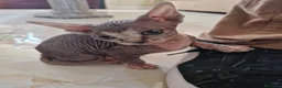 Sphynx gatti in vendita: Cuccioli Pshynx a Provincia di Prato - Annuncio 6