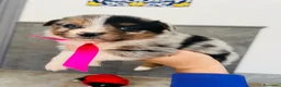 Australian Shepherd cani in vendita: cuccioli pastore australiano - Annuncio 5