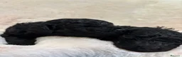 Barboncino cani in vendita: Barboncininnani neri - Annuncio 2