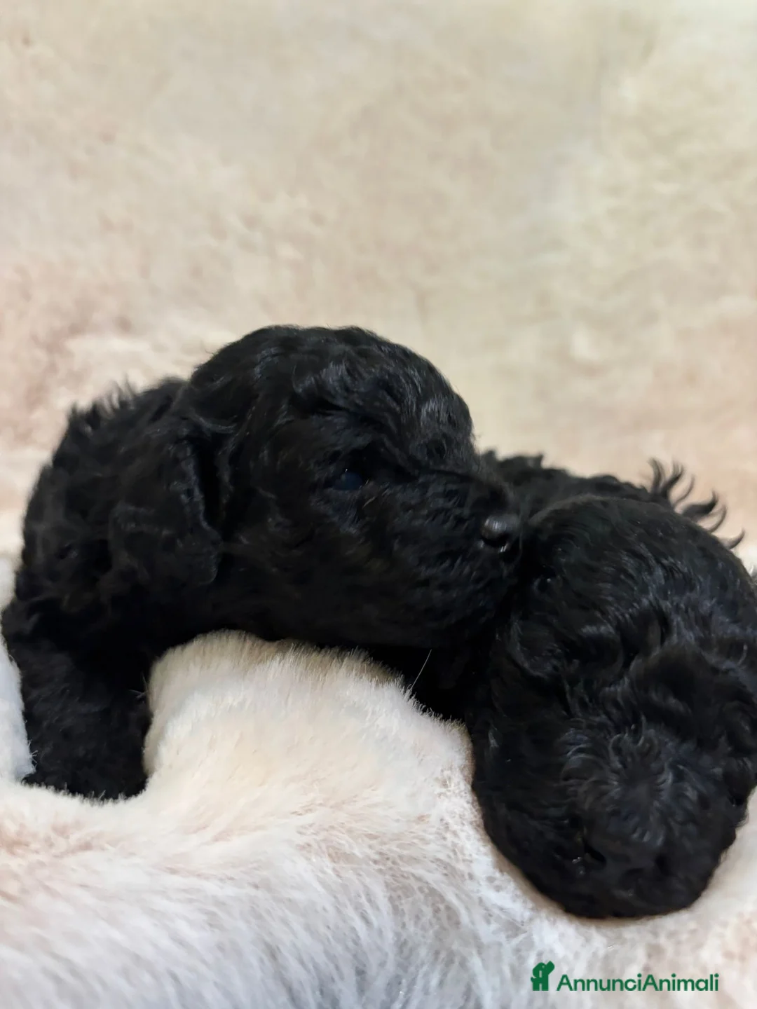 Barboncino cani in vendita: Barboncininnani neri - Annuncio 2