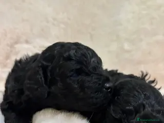 Barboncino cani Barboncininnani neri - Annuncio 2