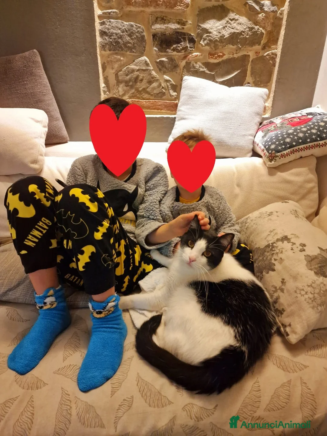 Europeo gatti in regalo: Romeo, micione dal carattere perfetto - Annuncio 2