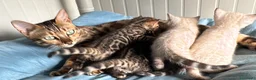 Bengala gatti in vendita: Maschietto brown di Bengal con Pedigree  - Annuncio 2