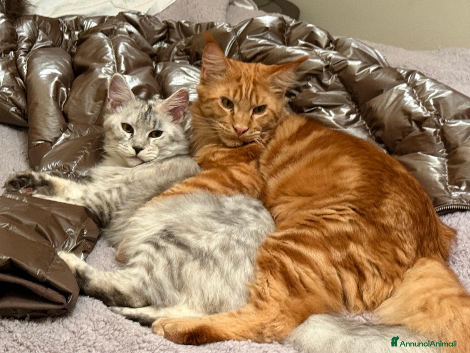 Maine Coon gatti Main coon crema e red tabby mackerel. - Annuncio 1
