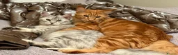 Maine Coon gatti in vendita: Main coon crema e red tabby mackerel. - Annuncio 1