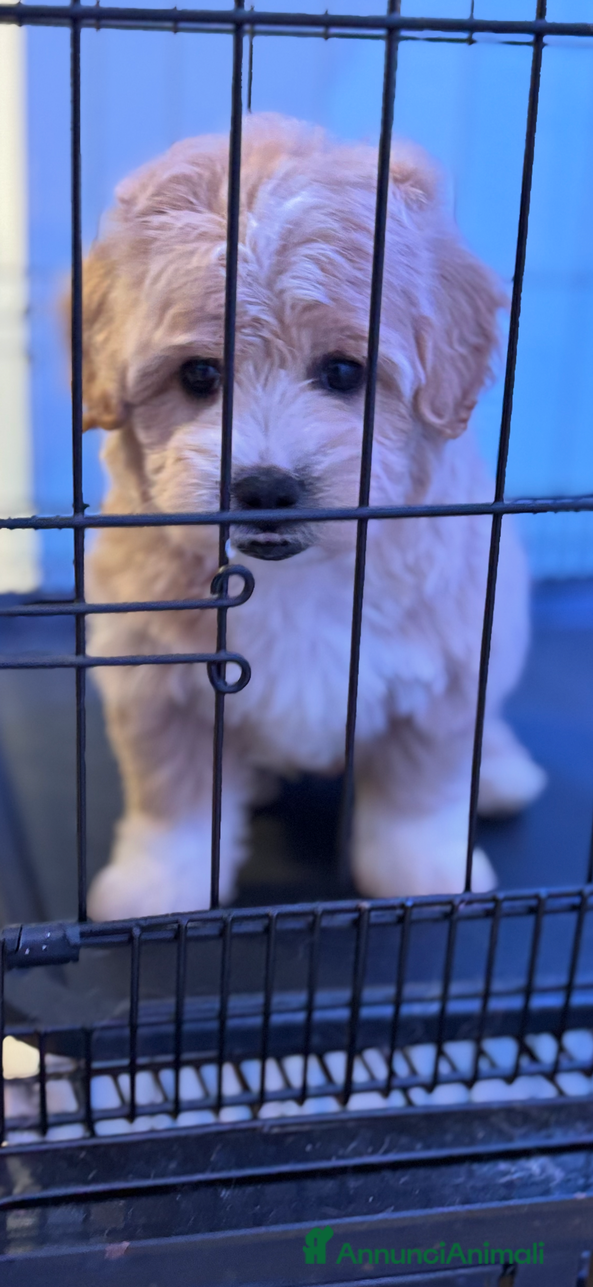 Maltipoo cani Maltipo’toy  - Annuncio 5