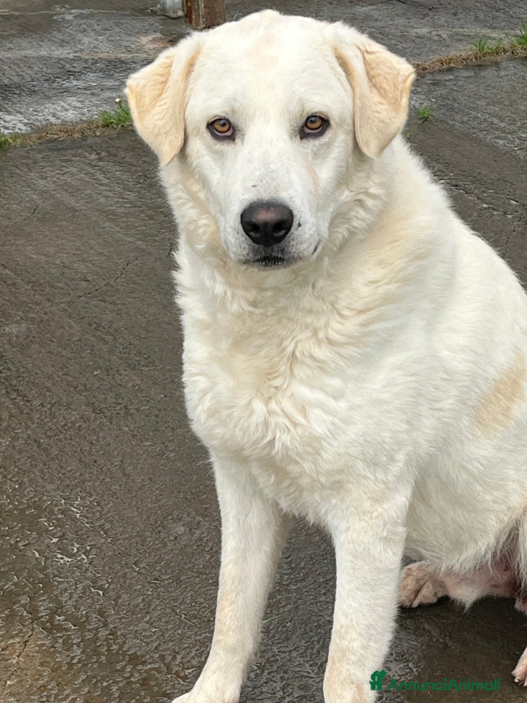 Meticcio cani in regalo: Il cane perfetto. Pastore maremmano. - Annuncio 4