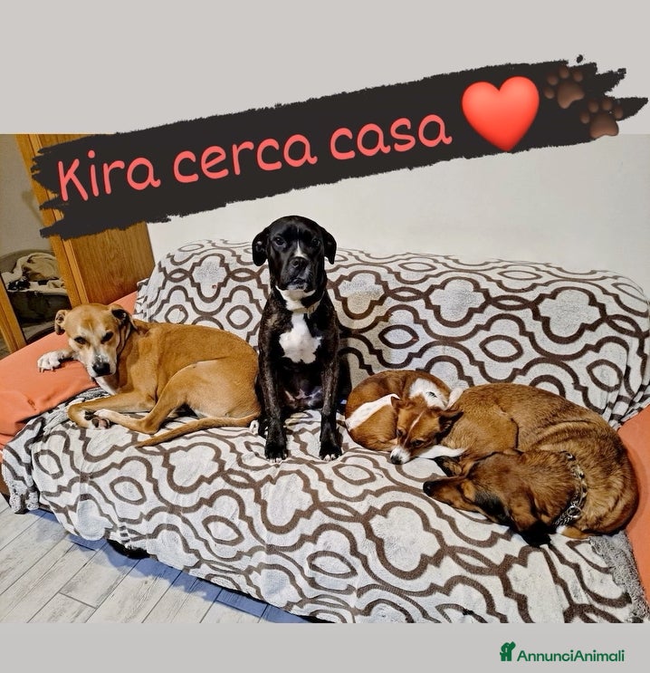 Cane Corso cani Kira, dolcissima, 6 mesi, cerca adozione - Annuncio 18