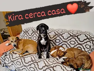 Cane Corso cani Kira, dolcissima, 6 mesi, cerca adozione - Annuncio 1