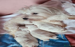 Maltese cani in vendita: Cucciolo di Maltese  a Settimo Torinese - Immagine 2