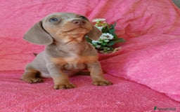 Bassotto cani in vendita: Bassotto colore isabella taglia piccola  - Immagine 2