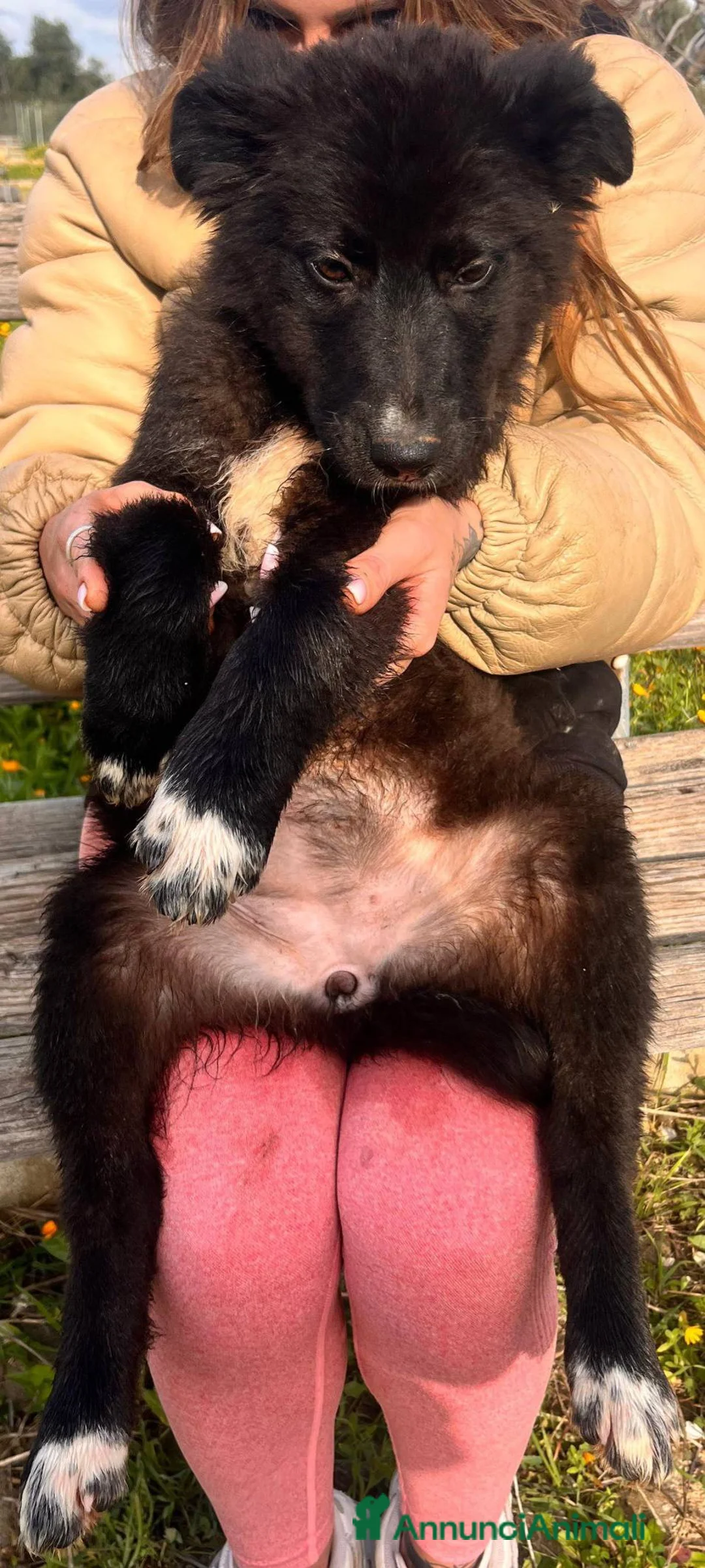 Meticcio cani in regalo: Cuccioli irresistibili in adozione - Annuncio 18