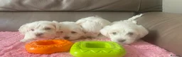 Maltese cani in vendita: Cuccioli di maltese - Annuncio 3