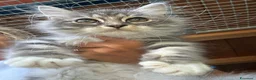 Siberiano gatti in vendita: cucciolo gatto siberiano ANFI - Annuncio 6