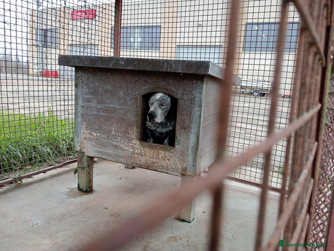 Meticcio cani in regalo: Zeus cerca casa - Annuncio 2