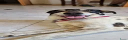 Meticcio cani in regalo: MIRIAL 🩷 - taglia contenuta, buonissima e dolce. a Provincia di Pavia - Annuncio 6