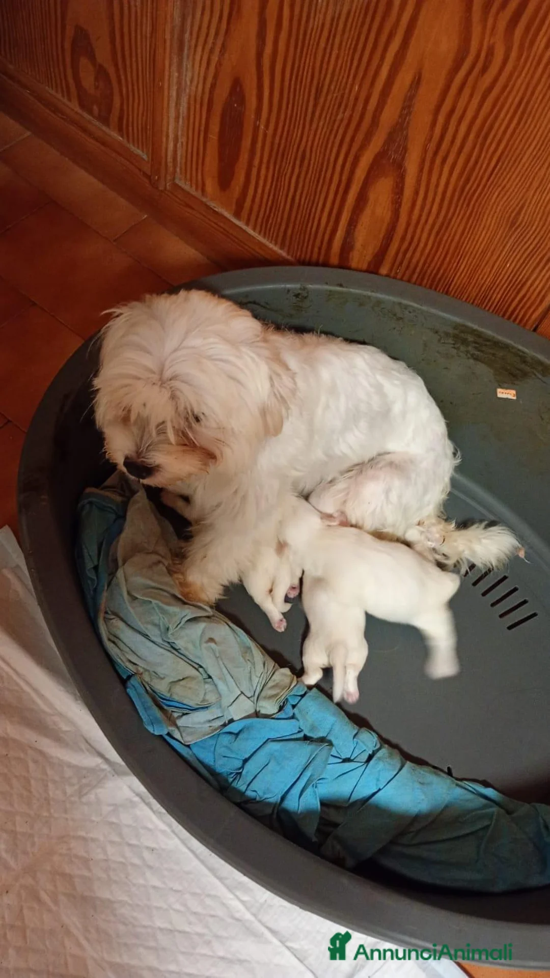 Maltese cani in vendita: Vendesi 2 cuccioli  - Annuncio 4