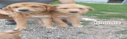 Meticcio cani in vendita: Cuccioli in adozione – Goito (MN) - Annuncio 2