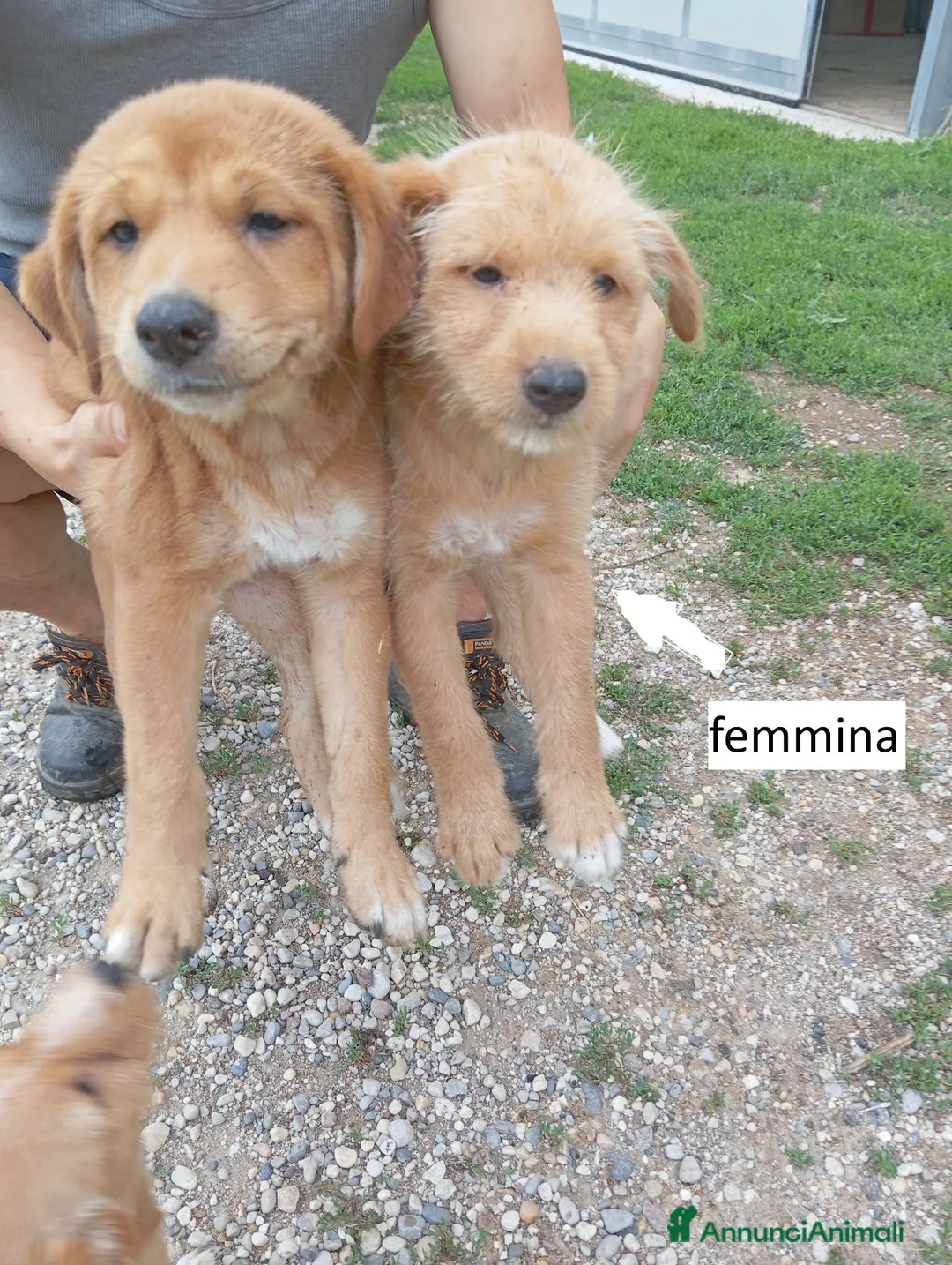 Meticcio cani in vendita: Cuccioli in adozione – Goito (MN) - Annuncio 2