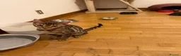 Bengala gatti in regalo: Cucciola bengala - Annuncio 3