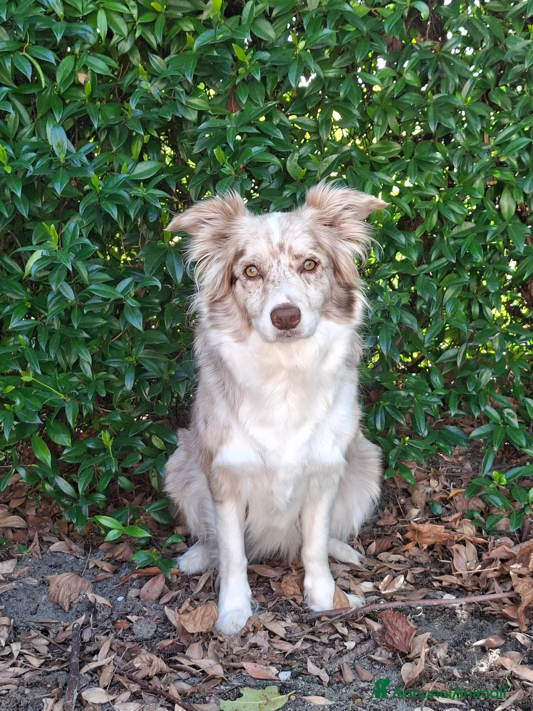 Border Collie cani in vendita: Cuccioli di border collie a Provincia di Padova - Annuncio 1