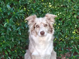 Border Collie cani Cuccioli di border collie a Provincia di Padova - Annuncio 1