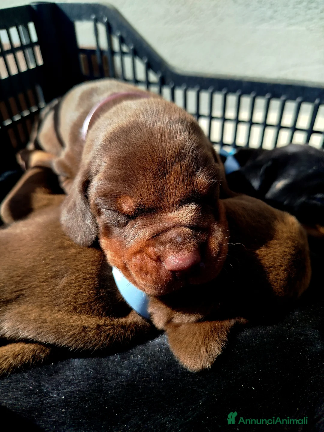 Dobermann cani in vendita: Cuccioli di dobermann  a Libero consorzio comunale di Trapani - Annuncio 2