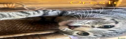 Europeo gatti in regalo: TRE SPLENDIDI FRATELLINI DI DUE MESI - Annuncio 9