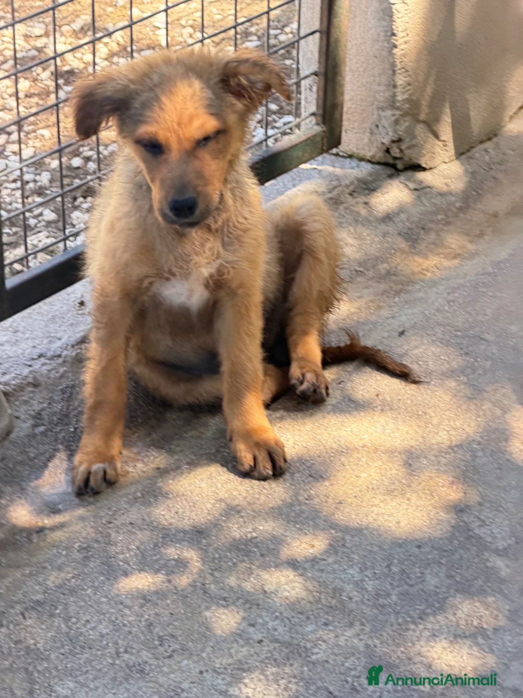Meticcio cani in regalo: Kelly a Provincia di Reggio Emilia - Annuncio 4