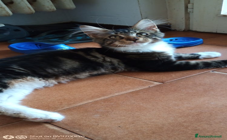 Maine Coon gatti a Città metropolitana di Milano - Annuncio 11