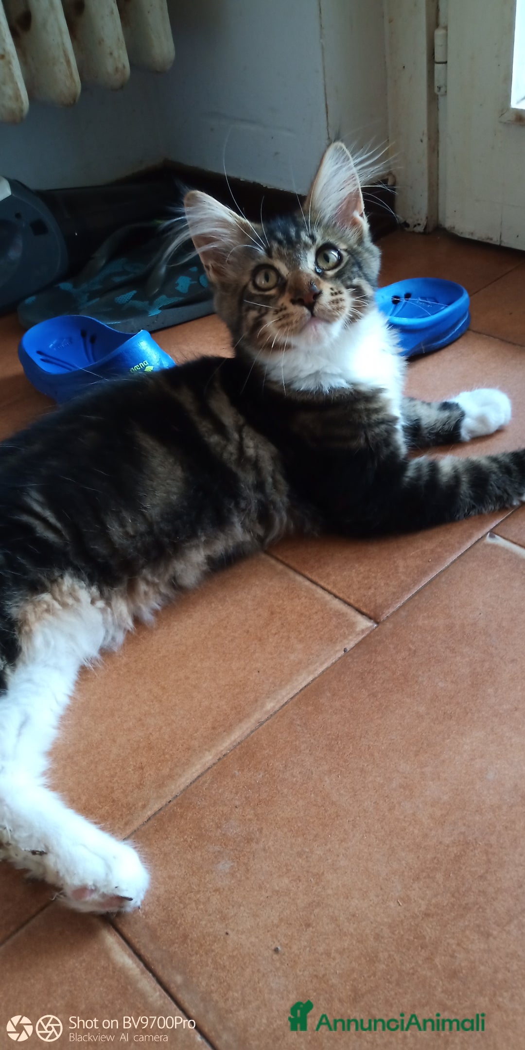 Maine Coon gatti in vendita: Maine coon  a Città metropolitana di Milano - Immagine 1