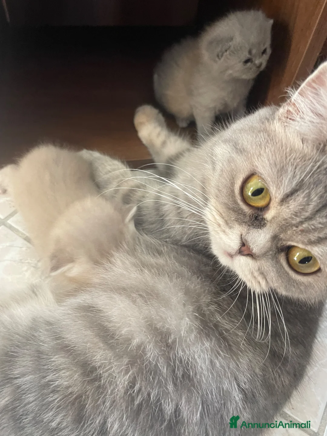 Scottish gatti in vendita: Gattini Scottish fold/straight a Provincia di Reggio Emilia - Annuncio 2