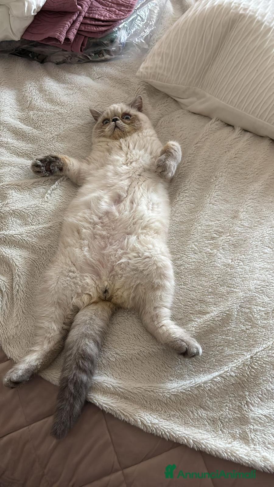 Exotic Shorthair gatti Exotic Shorthair  - Annuncio 12