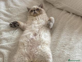 Exotic Shorthair gatti Exotic Shorthair - Annuncio 12