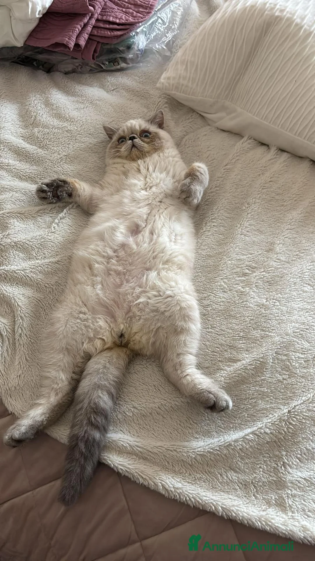 Exotic Shorthair gatti in vendita: Exotic Shorthair  - Annuncio 1