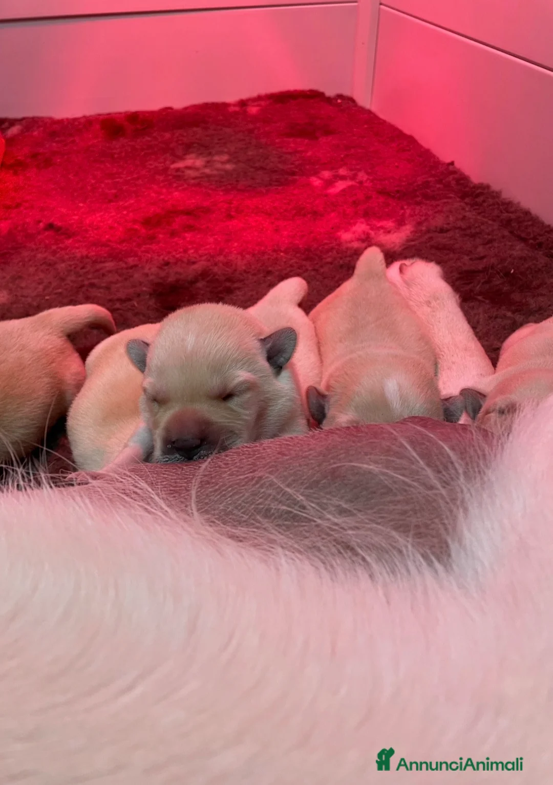 Labrador cani in vendita: Cuccioli Labrador Gialli  - Annuncio 2