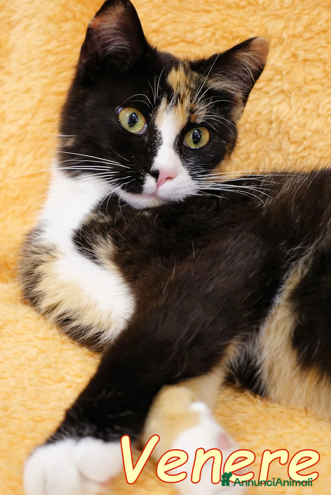 Europeo gatti in regalo: VENERE LA GATTINA PIU’ BUONA DEL MONDO - Annuncio 2