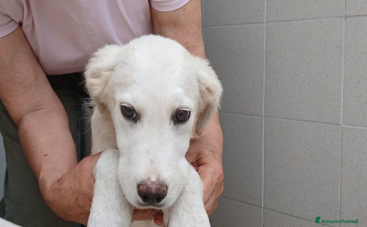 Meticcio cani a Città metropolitana di Roma Capitale - Annuncio 15