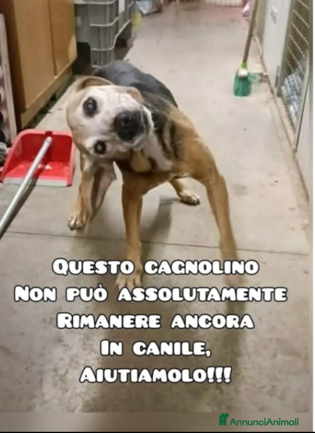 Meticcio cani 14anni medio piccolo con problema vestibolareMARCH - Annuncio 40