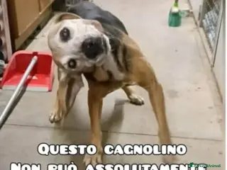 Meticcio cani 14anni medio piccolo con problema vestibolareMARCH - Annuncio 40