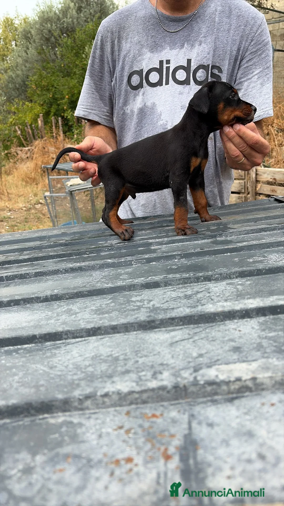 Dobermann cani in vendita: Dobermann cuccioli  a Città metropolitana di Reggio Calabria - Annuncio 1