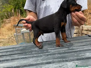 Dobermann cani Dobermann cuccioli - Annuncio 10